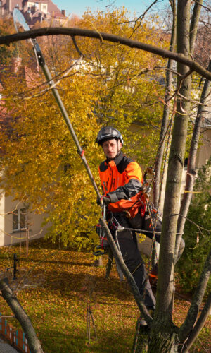 Kurs do pracy na drzewach - pielęgnacja (poziom A)