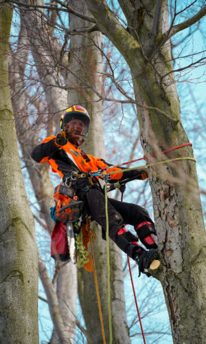 Kurs do pracy na drzewach - sekcyjna wycinka drzew (poziom B)
