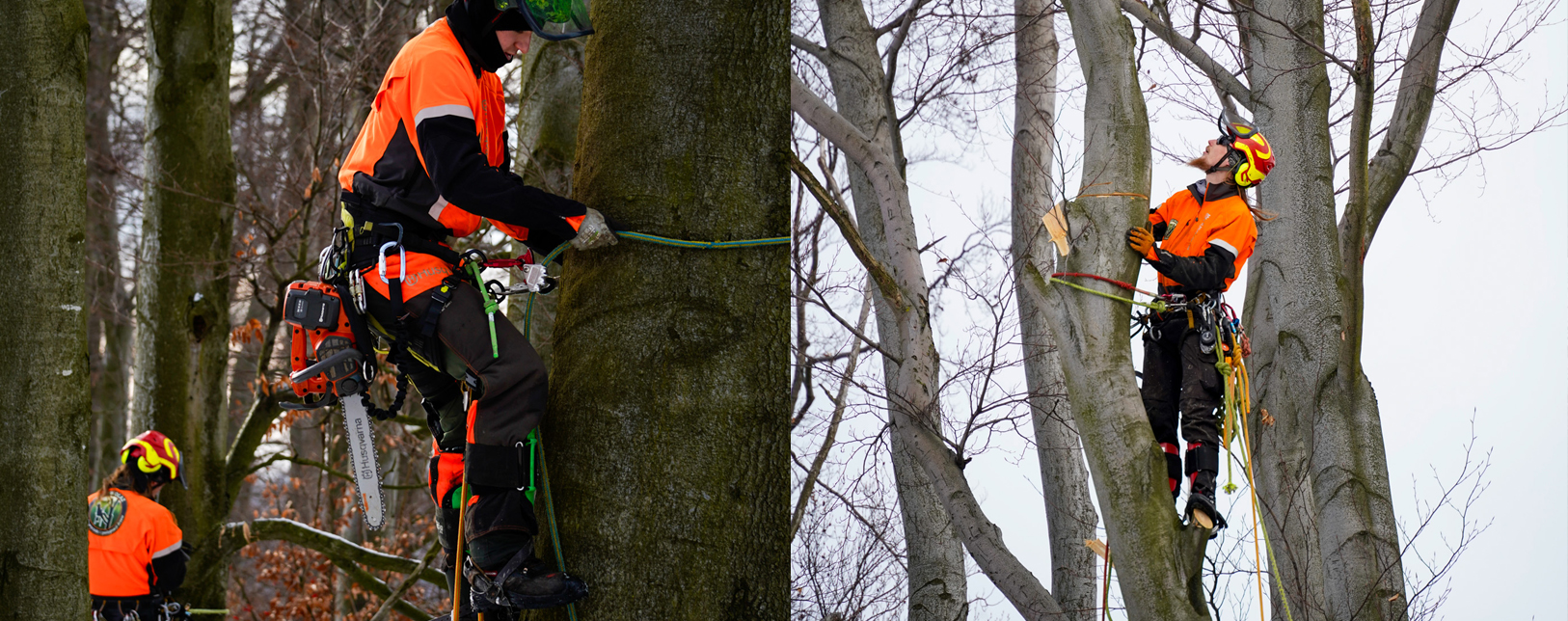 Zaawansowane techniki arborystyczne