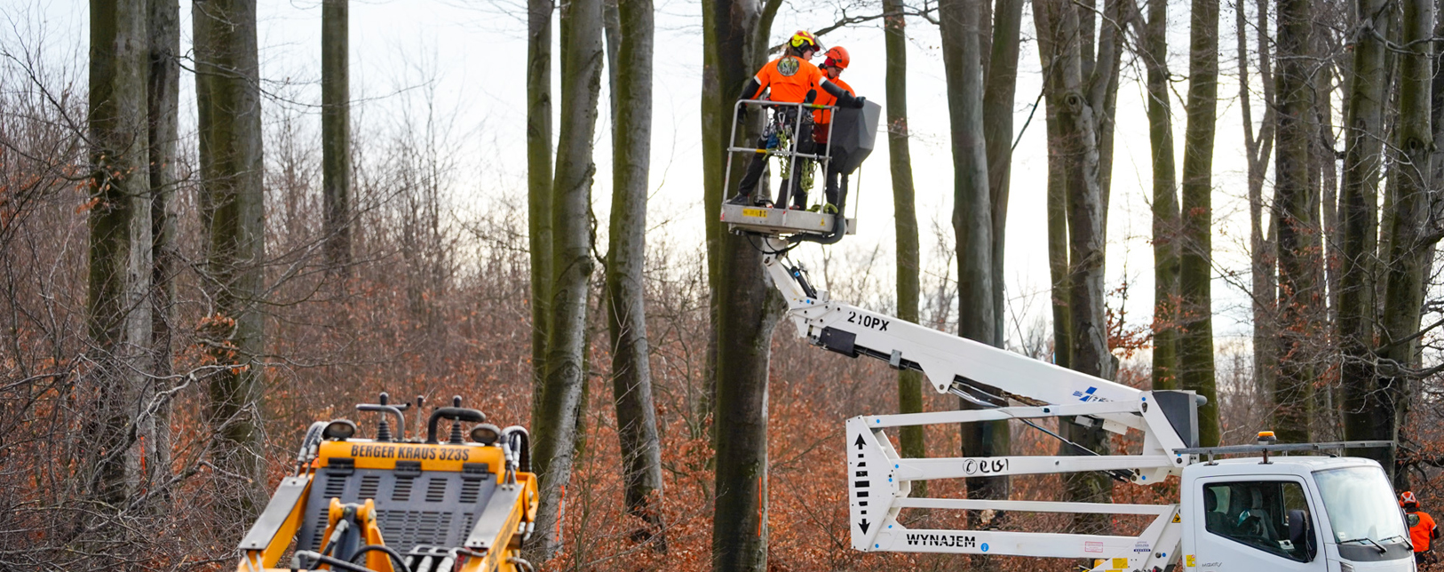 Kompleksowe usługi arborystyczne i leśne